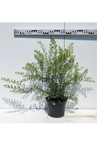 Спірея сіра Граціоза - 3л/вис.50-70/Ø40-50